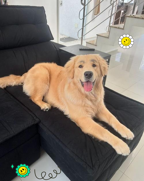 金毛能吃盐的东西吗?金毛能吃盐巴吗