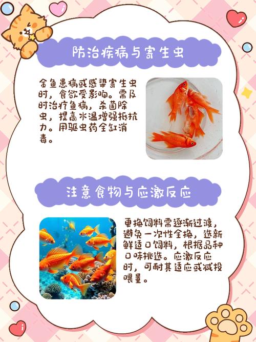 金鱼不吃饲料怎么办??金鱼不吃鱼饲料可以养活吗