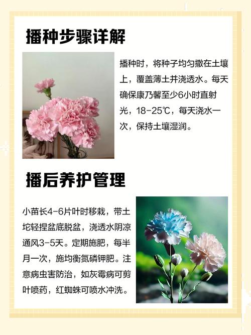 康乃馨能不能扦插？康乃馨能不能扦插种植