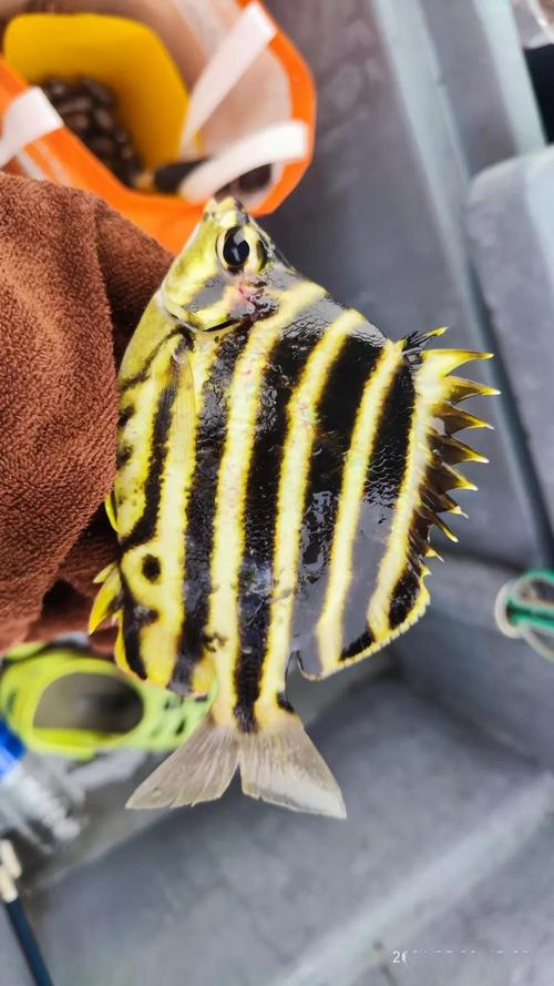 青虫钓什么鱼最好用?用来钓鱼的青虫是怎样养殖