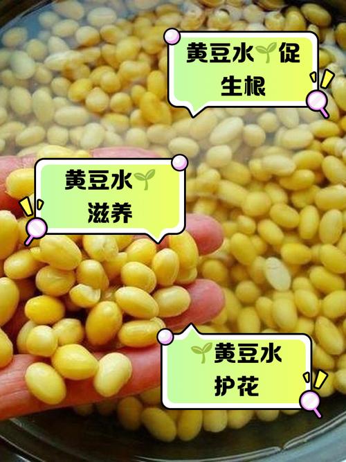 干黄豆能不能用开水泡着吃?干黄豆可以泡一晚上吗