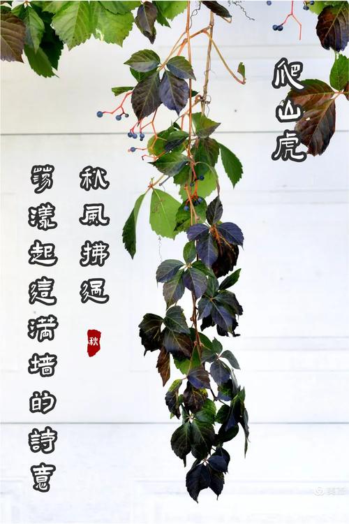 爬山虎的绿叶均匀的铺在墙上改写成比喻句？爬山虎的叶子绿得什么