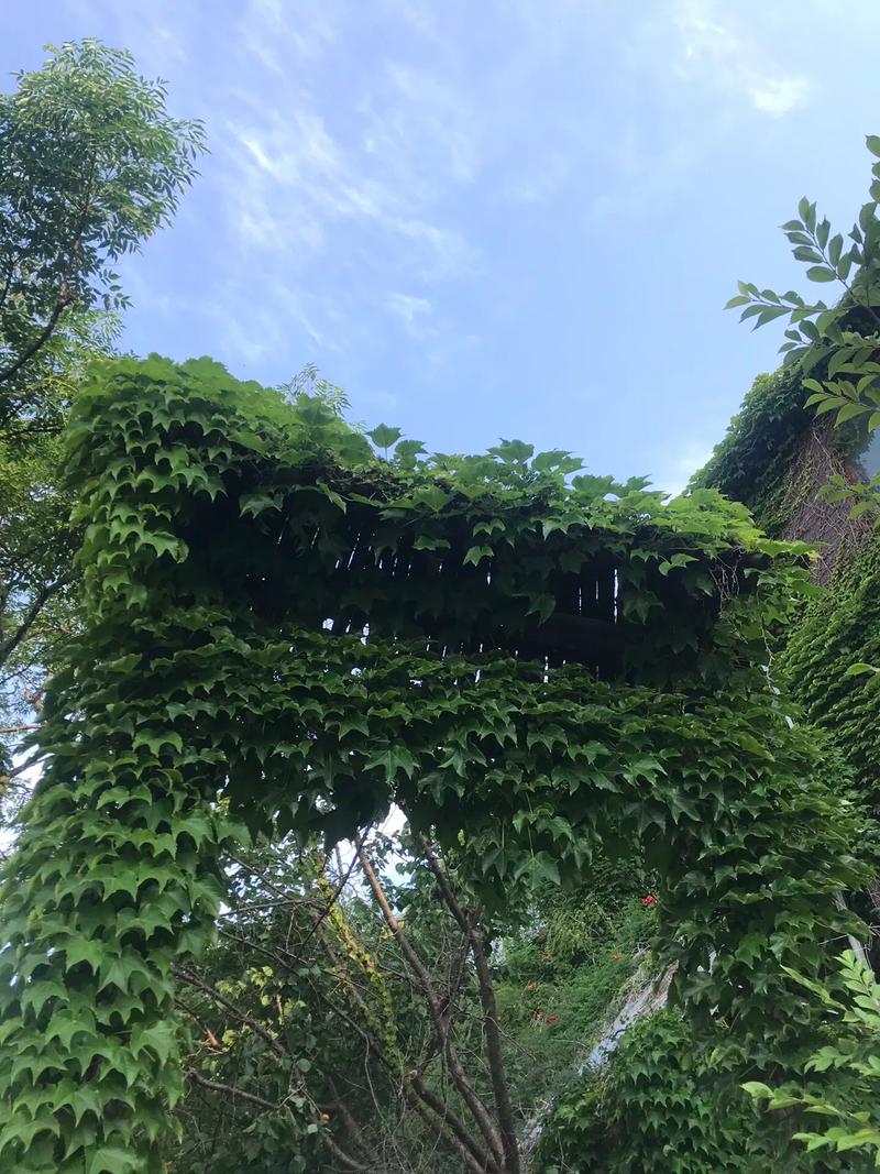 爬山虎的绿叶均匀的铺在墙上改写成比喻句?爬山虎的叶子绿得什么