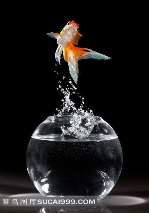 金鱼在鱼缸里竖起来了？金鱼一直竖着