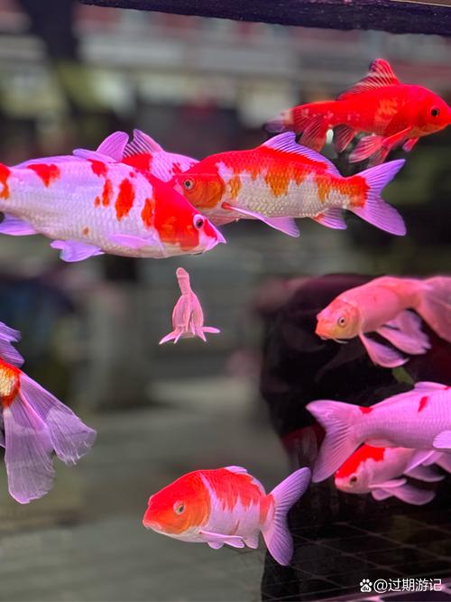 金鱼在鱼缸里竖起来了?金鱼一直竖着