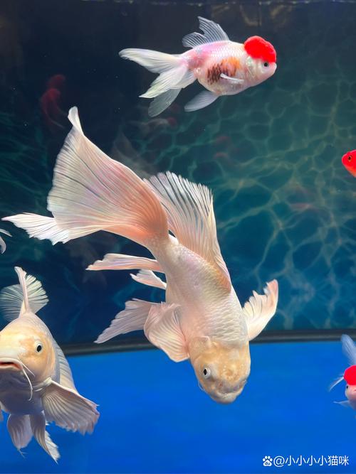 金鱼在鱼缸里竖起来了?金鱼一直竖着