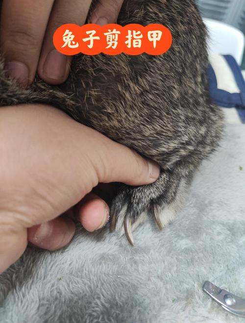 能帮兔子剪指甲吗?能帮兔子剪指甲吗图片