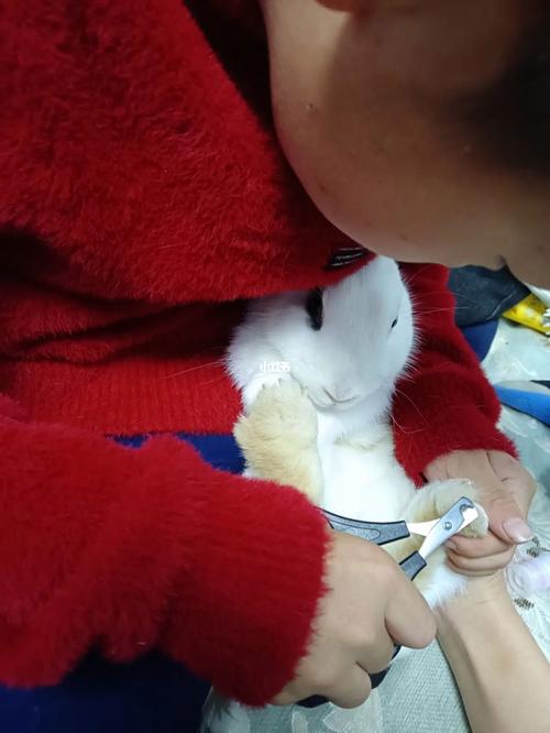 能帮兔子剪指甲吗?能帮兔子剪指甲吗图片