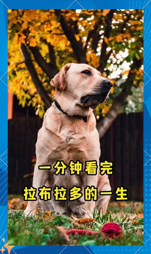 拉布拉多智商相当于人几岁？拉布拉多智商相当于几岁孩子