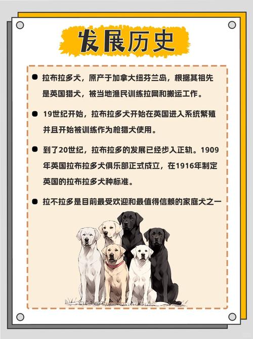 拉布拉多智商相当于人几岁?拉布拉多智商相当于几岁孩子