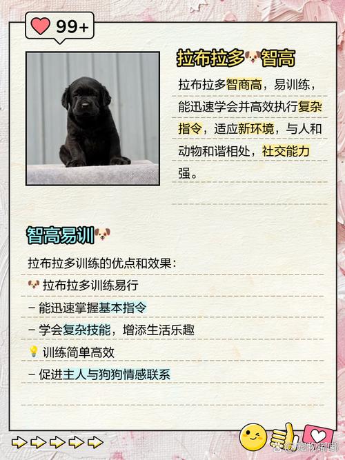 拉布拉多智商相当于人几岁?拉布拉多智商相当于几岁孩子