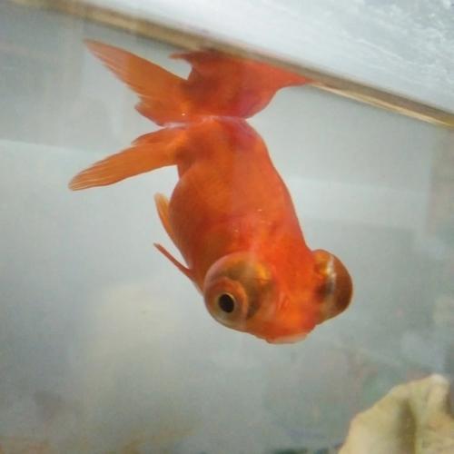 金鱼的眼睛看东西是什么视野？金鱼的眼神