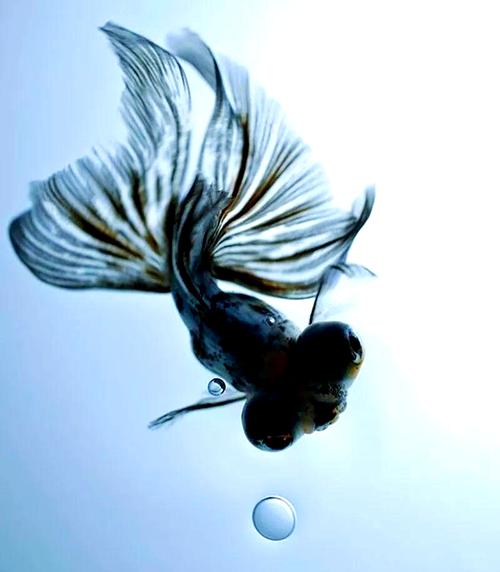 金鱼的眼睛看东西是什么视野?金鱼的眼神