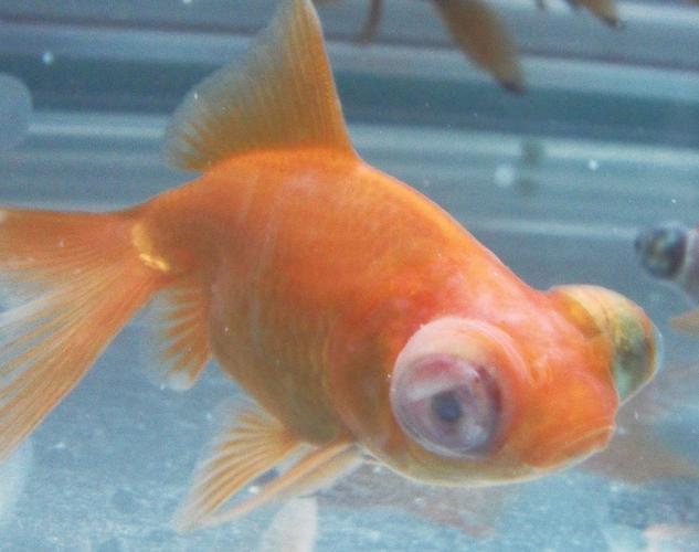 金鱼的眼睛看东西是什么视野?金鱼的眼神