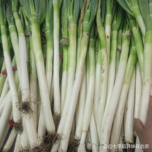 京葱是什么品种的葱？京葱功效和药用价值