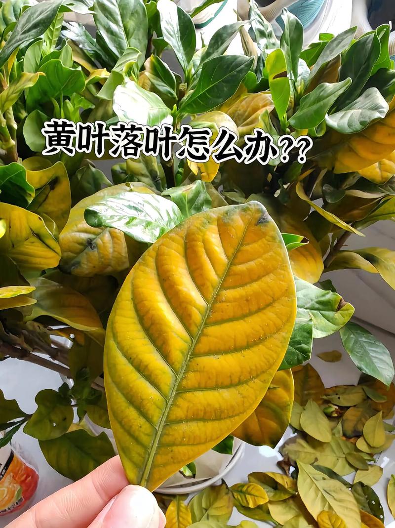 青云直上的叶子发黄是怎么回事?青云直上黄叶怎么办