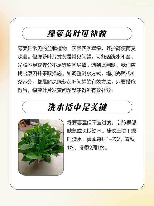 青云直上的叶子发黄是怎么回事?青云直上黄叶怎么办