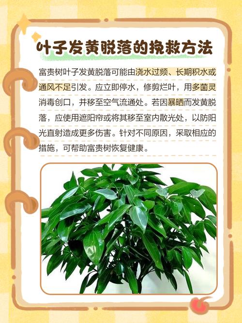 青云直上的叶子发黄是怎么回事?青云直上黄叶怎么办