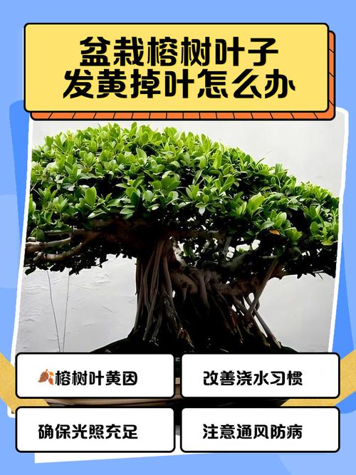 榕树叶子发黄落叶怎么办呢？榕树叶子黄了怎么办?