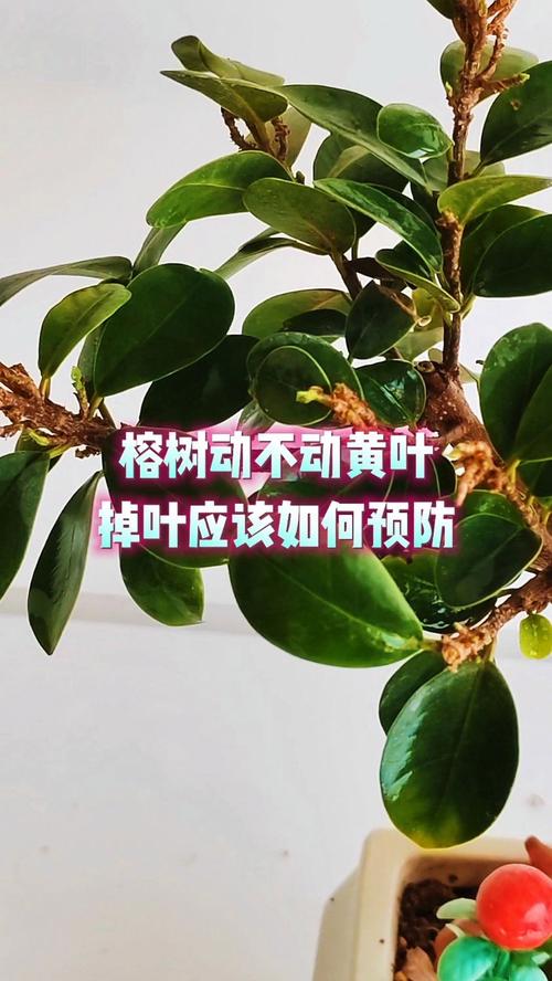 榕树叶子发黄落叶怎么办呢?榕树叶子黄了怎么办?