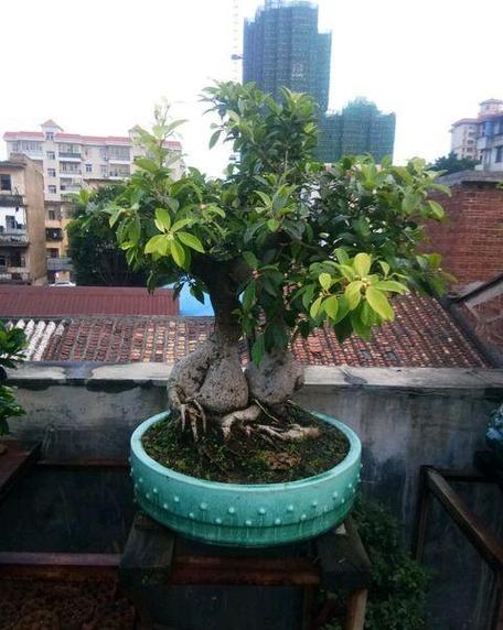 榕树叶子发黄落叶怎么办呢?榕树叶子黄了怎么办?