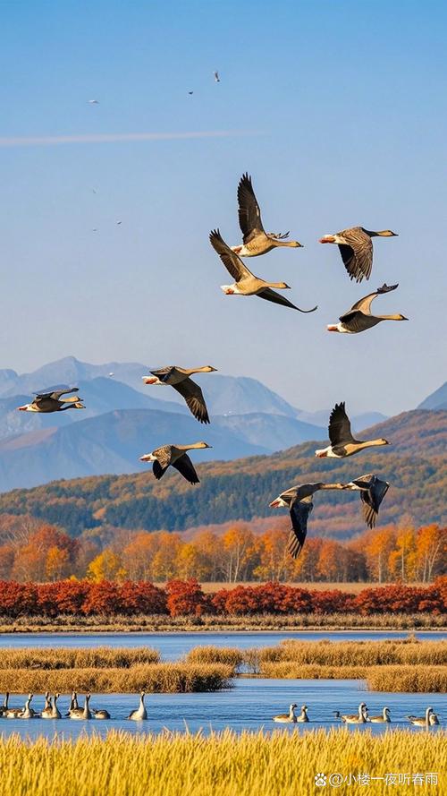 秋天大雁从什么方飞往什么方?秋天大雁从哪一方飞到哪一方