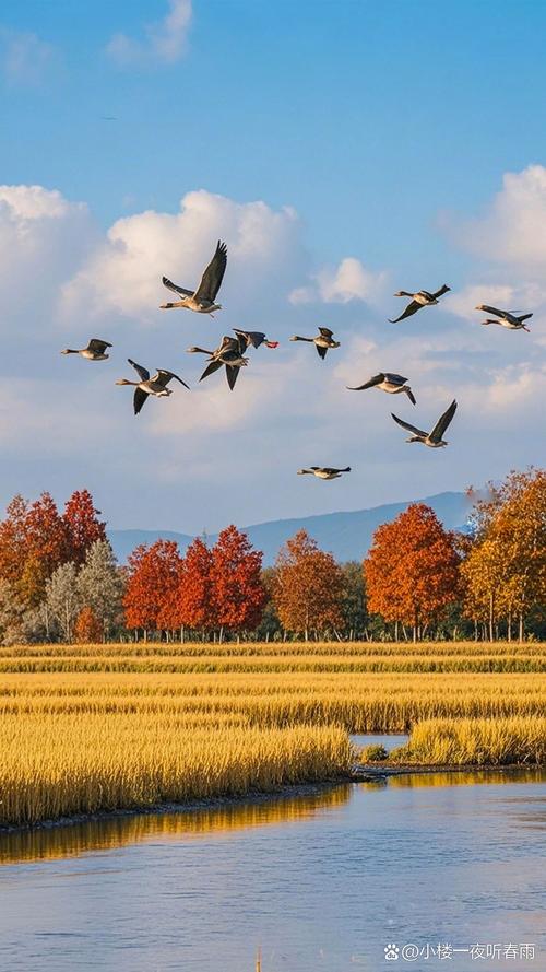 秋天大雁从什么方飞往什么方?秋天大雁从哪一方飞到哪一方