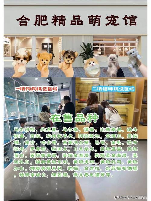 合肥宠物店宠物价格表?合肥宠物店哪家好