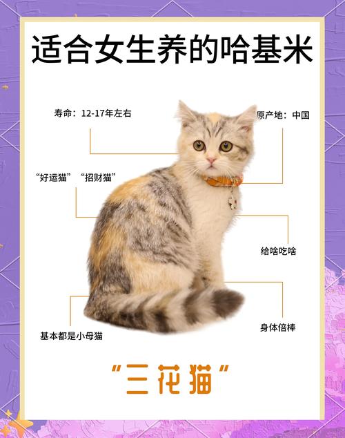 你看多么可爱的小花猫啊怎么加标点？你看多么可爱的小花猫啊怎么加标点句子