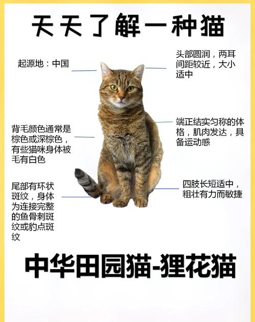 你看多么可爱的小花猫啊怎么加标点?你看多么可爱的小花猫啊怎么加标点句子