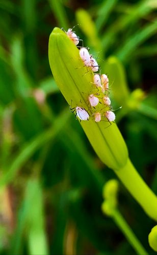 黄花菜长虫子怎么办?黄花菜上的好多粘粘小虫子