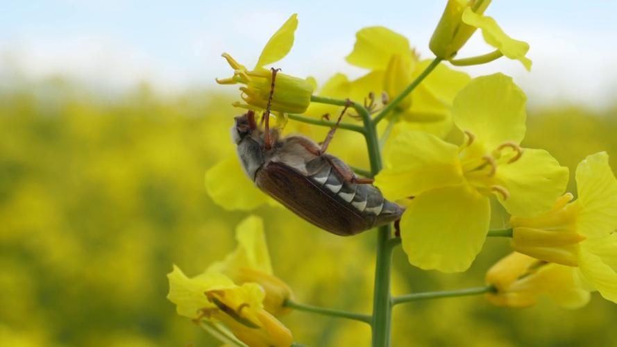 黄花菜长虫子怎么办?黄花菜上的好多粘粘小虫子