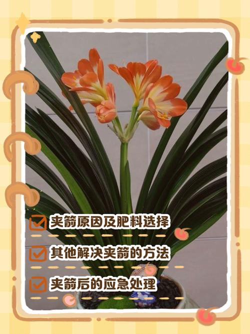 君子兰在抽箭期间还需要施肥吗?君子兰抽箭需要多长时间