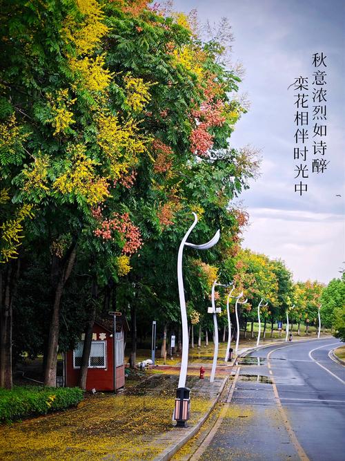 秋天什么花开得好？秋天什么花开的最美?