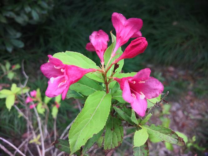 秋天什么花开得好?秋天什么花开的最美?
