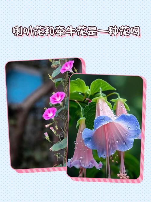 喇叭花有毒吗可以吃吗？喇叭花有毒是真的吗