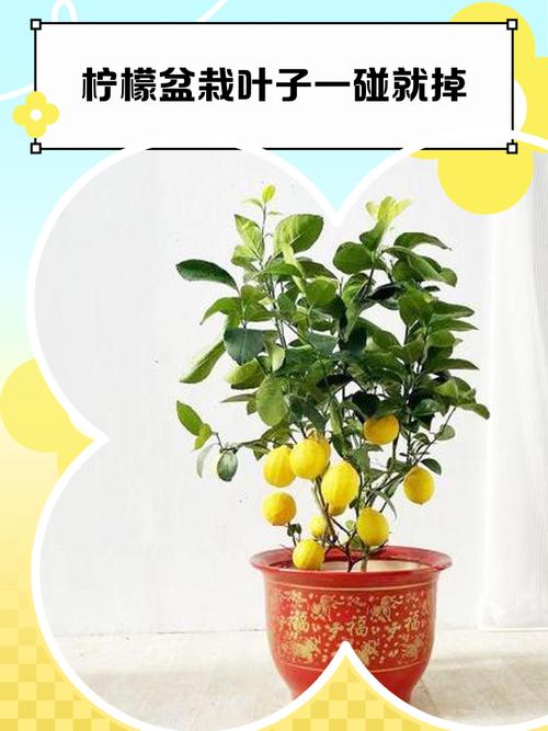 盆栽柠檬掉花怎回事？柠檬盆栽落果是什么原因