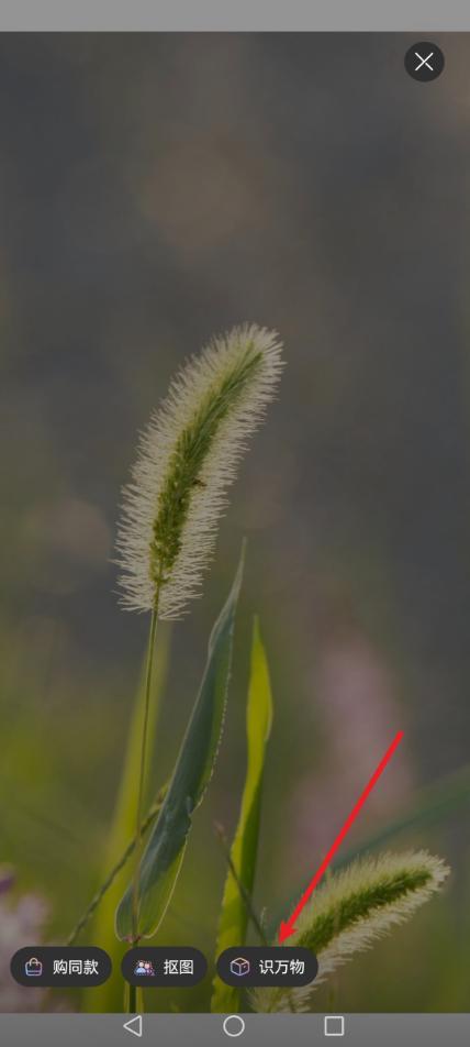 看见不认识的花草,打开这个设置,扫一下就能知道名字