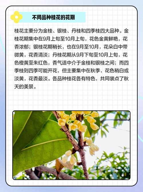 桂花是什么季节开的?桂花是啥季节开的