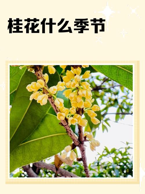 桂花是什么季节开的?桂花是啥季节开的