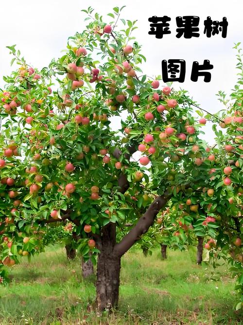 苹果长在什么地方?？苹果长在树的哪里