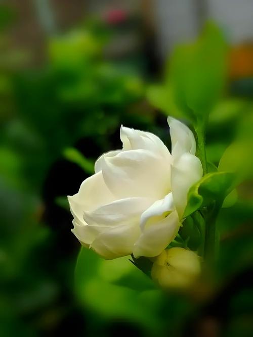 福建莆田市花是什么?福建莆田的市花是什么