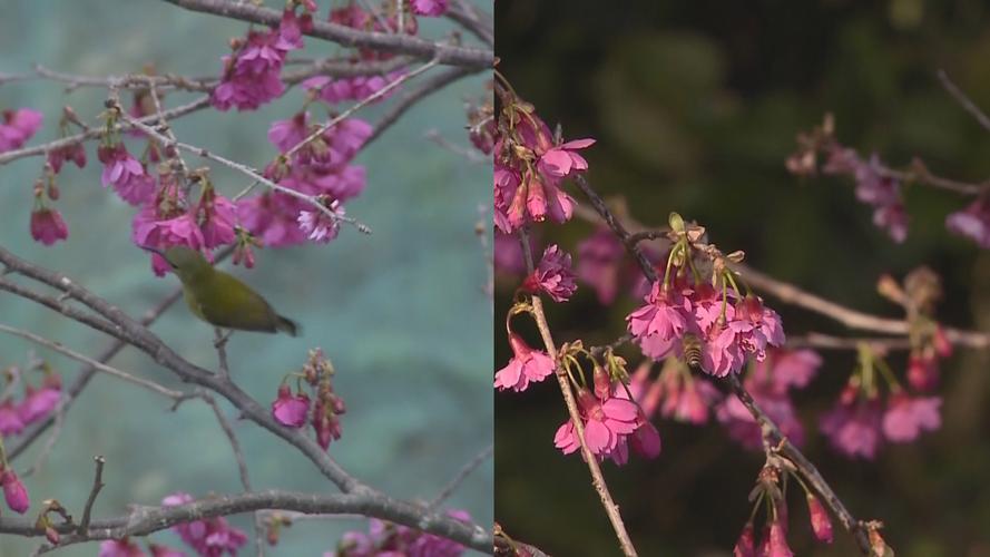 福建莆田市花是什么?福建莆田的市花是什么