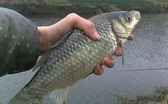 秋季虾肉好不好钓鲫鱼？秋季虾肉好不好钓鲫鱼呢