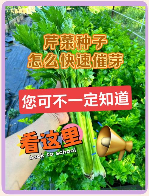 芹菜种子怎么种植方法如下？芹菜种子怎样种植