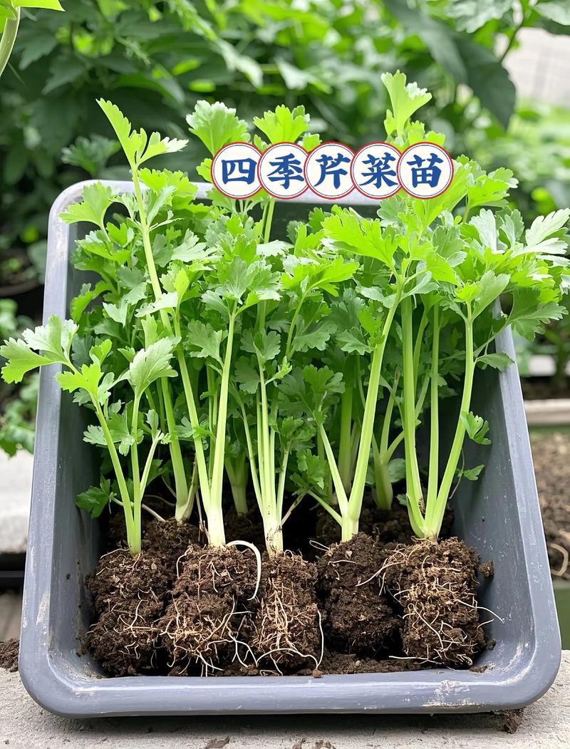 芹菜种子怎么种植方法如下?芹菜种子怎样种植