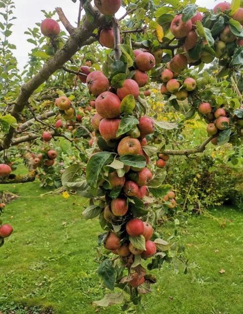 苹果和梨是什么季节结果？苹果和梨是什么季节结果的