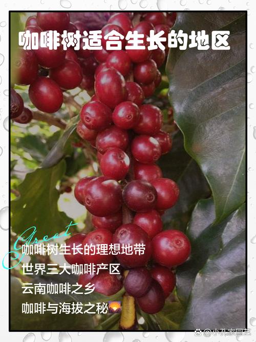 咖啡树生长的最基本条件？咖啡树一般适宜生长在平均气温多少度
