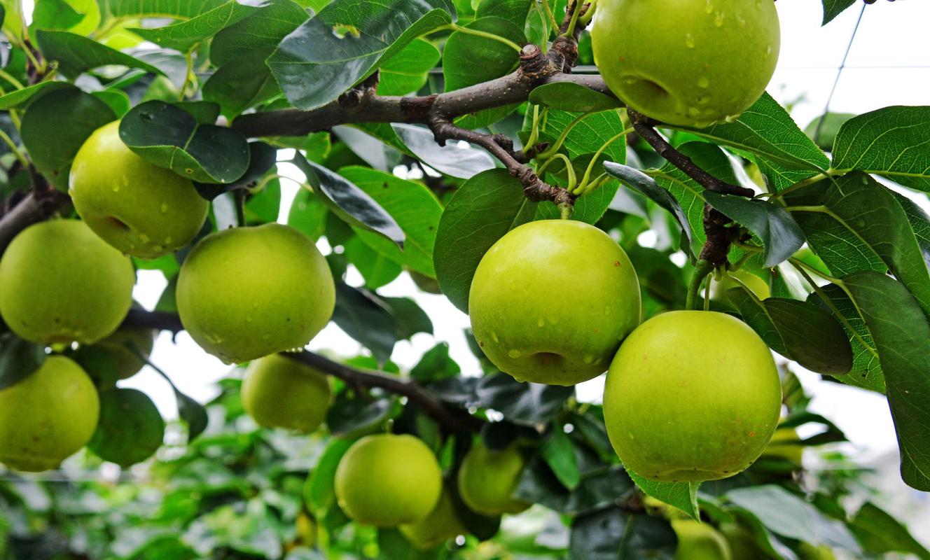 苹果跟梨是一个季节开花吗？苹果和梨什么时候开花