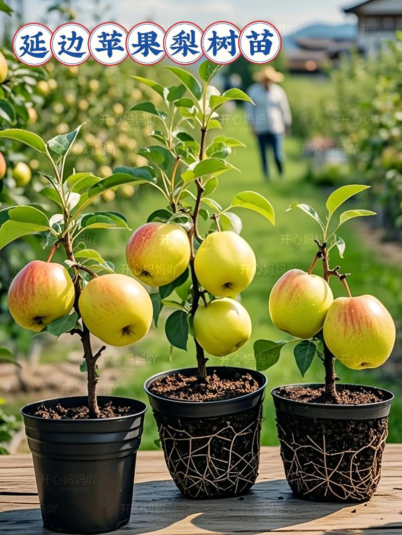 苹果跟梨是一个季节开花吗?苹果和梨什么时候开花